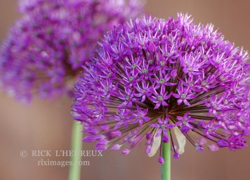 Purple Flowers